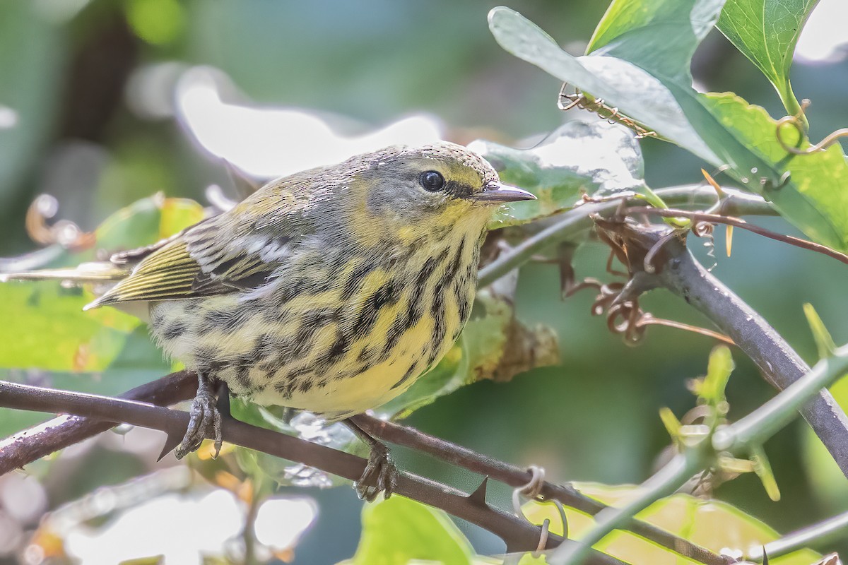 Cape May Warbler - ML271385261