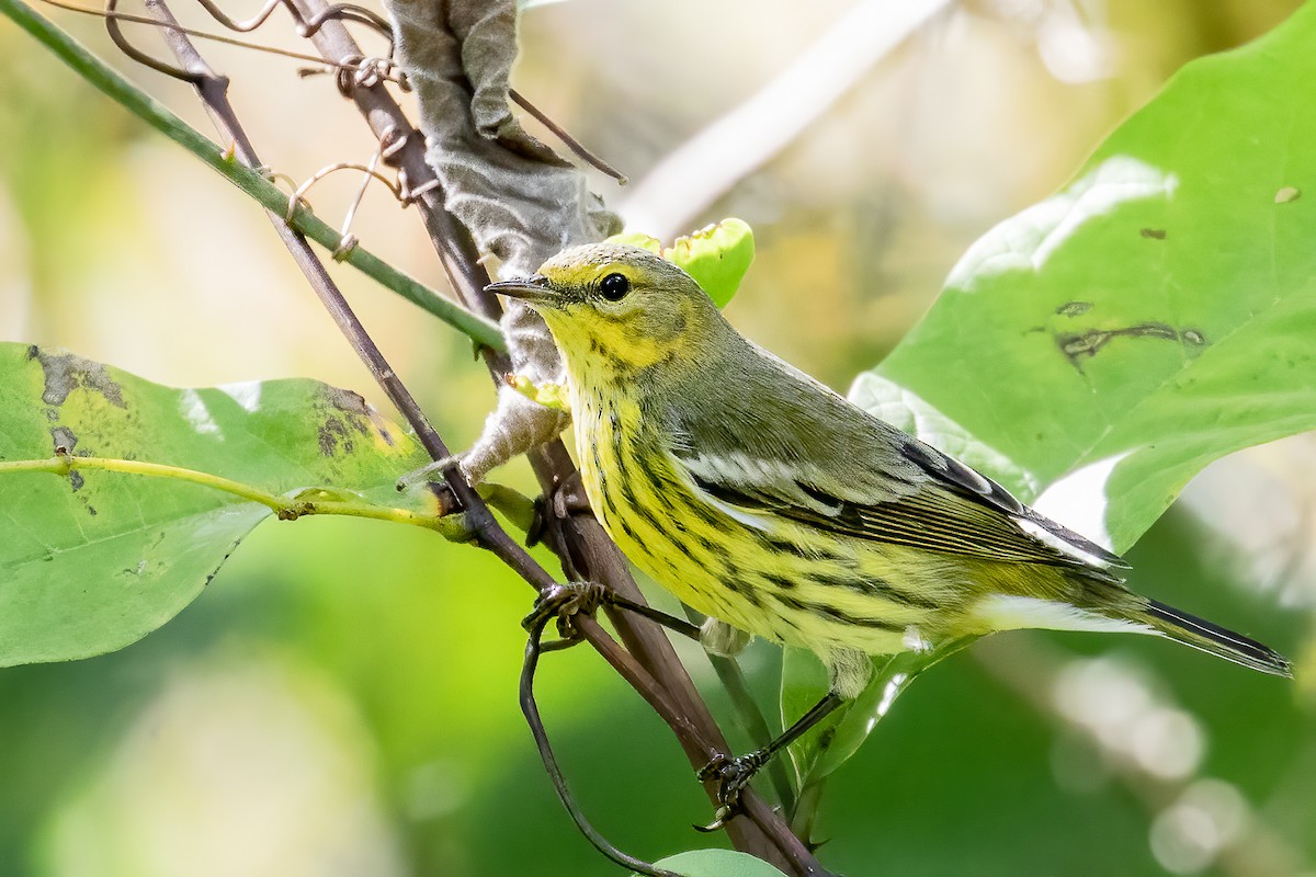 Cape May Warbler - ML271385271