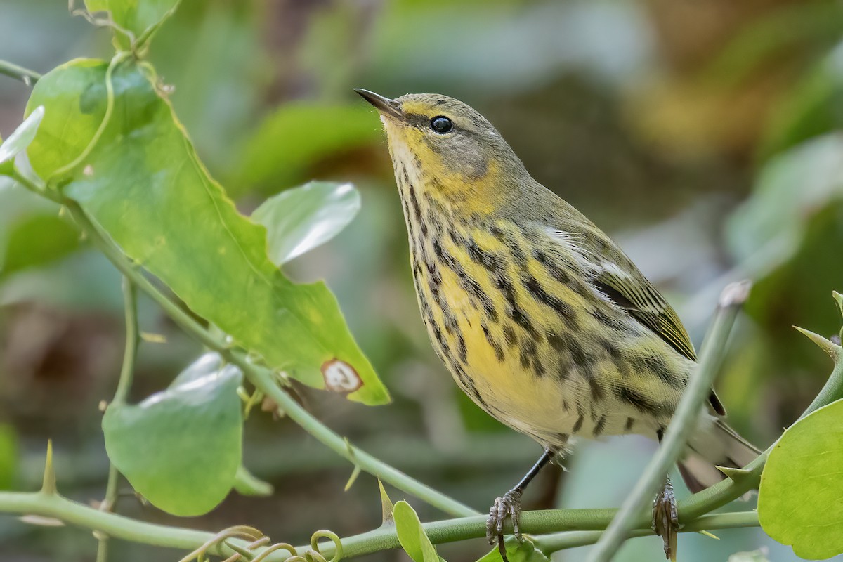 Cape May Warbler - ML271385291