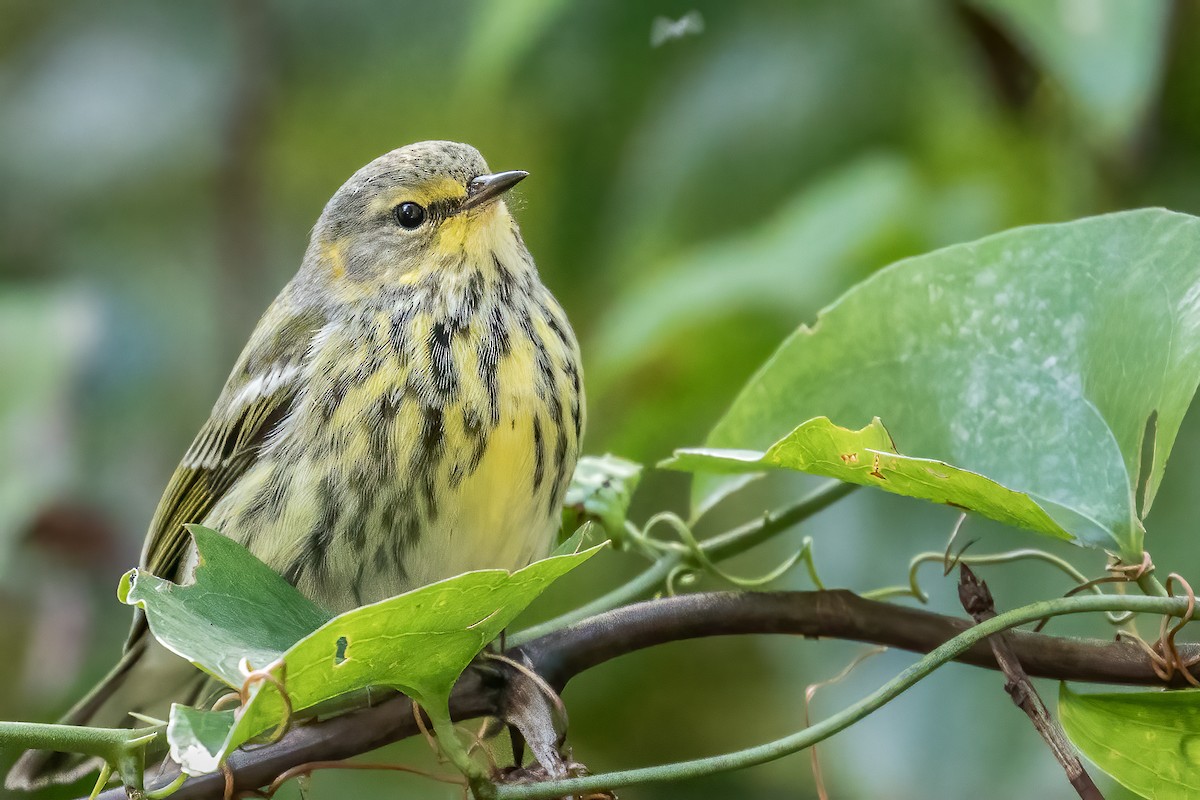 Cape May Warbler - ML271385301