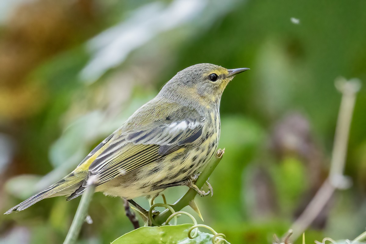 Cape May Warbler - ML271385311