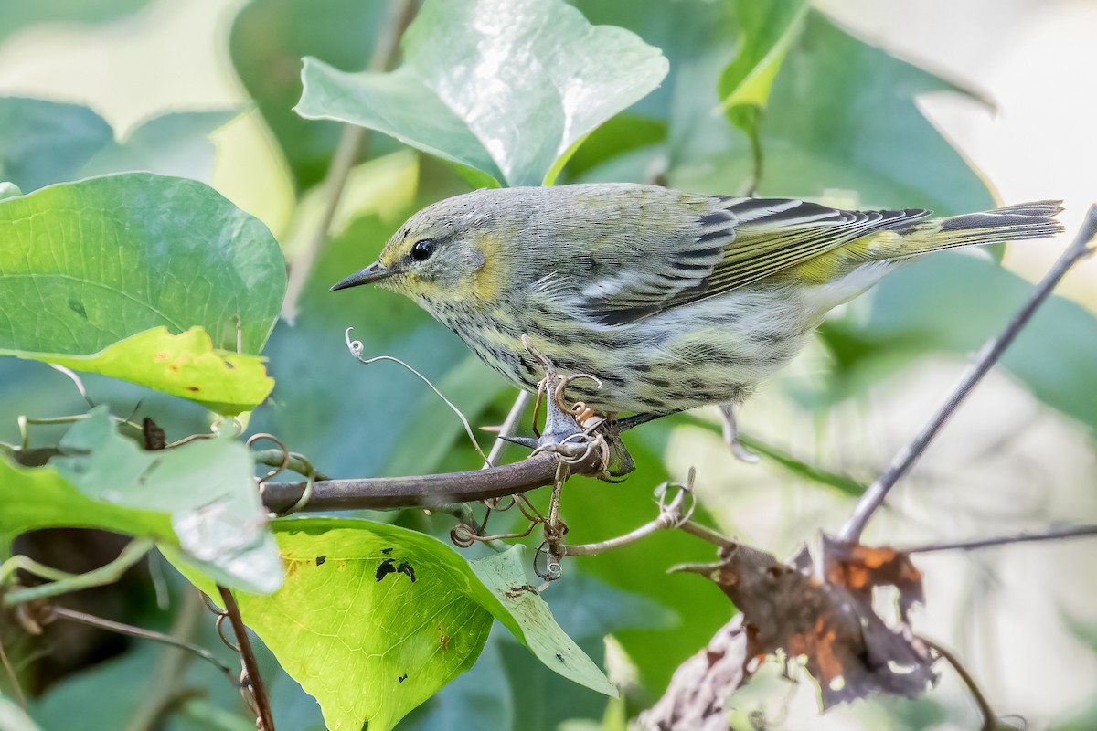 Cape May Warbler - ML271385341