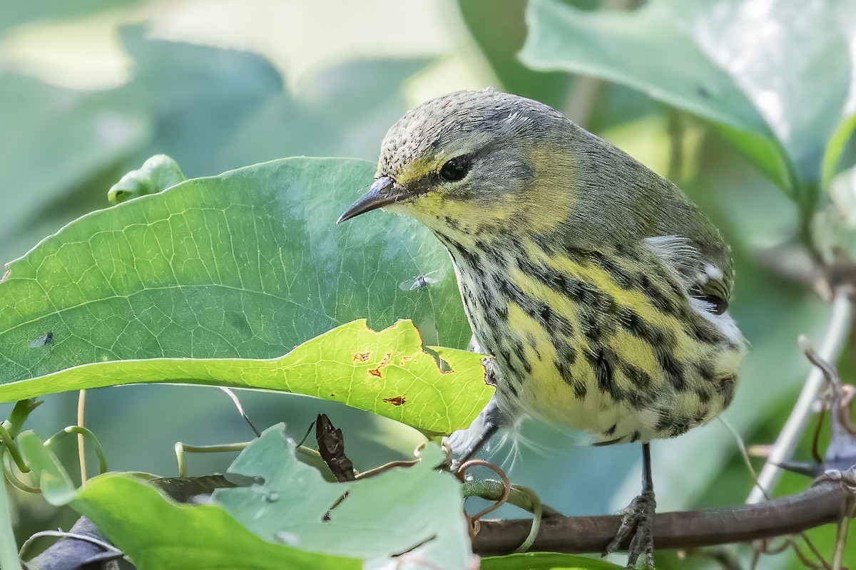 Cape May Warbler - ML271385351