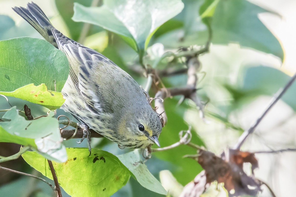 Cape May Warbler - ML271385371