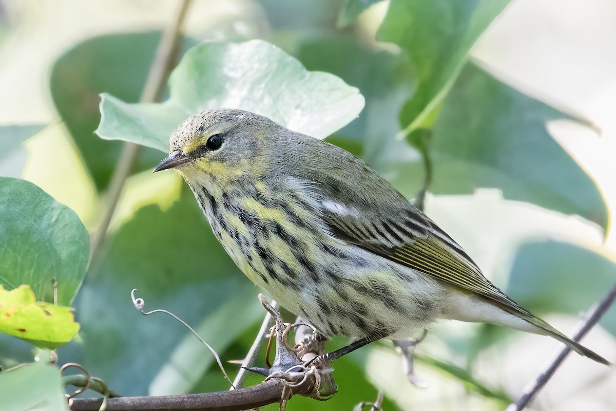 Cape May Warbler - ML271385391
