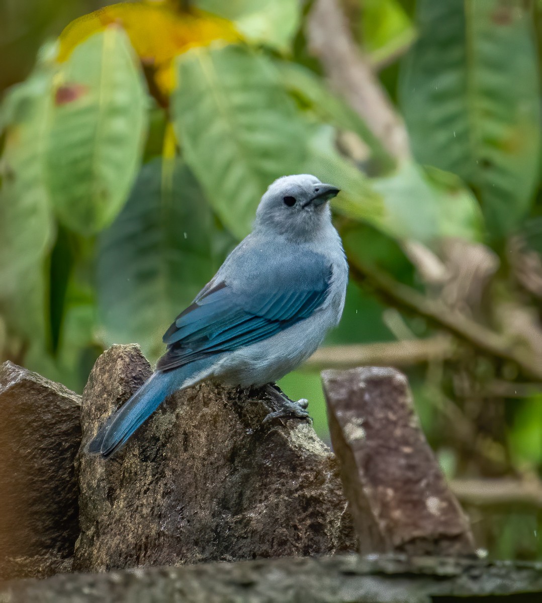 Blue-gray Tanager - ML271386651