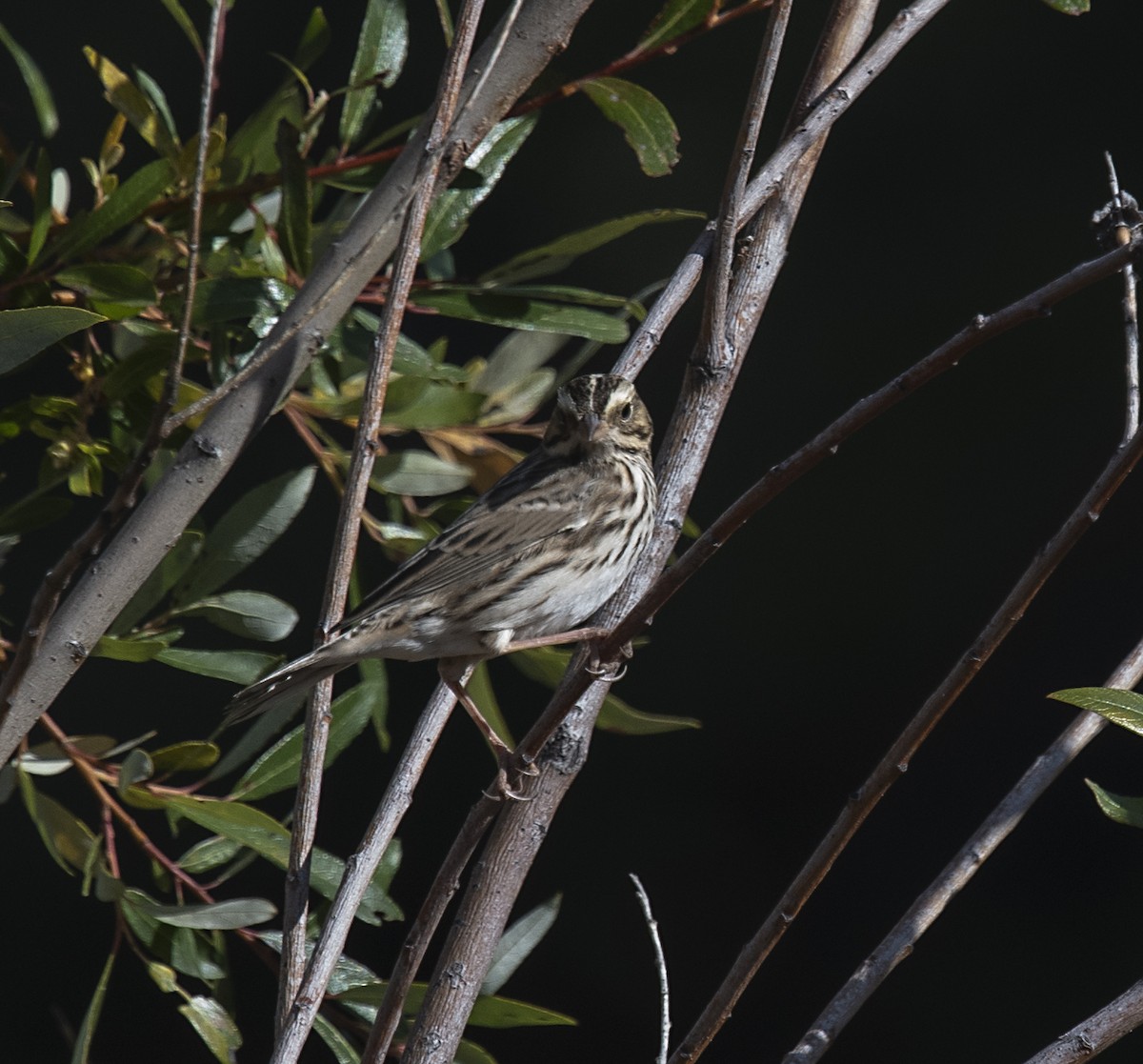 Savannah Sparrow - ML271388101