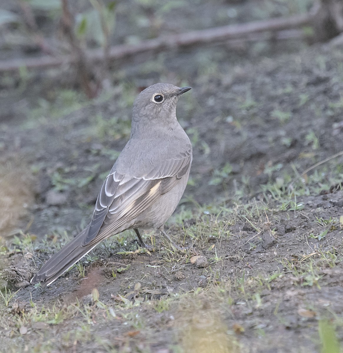 Townsend's Solitaire - ML271388281