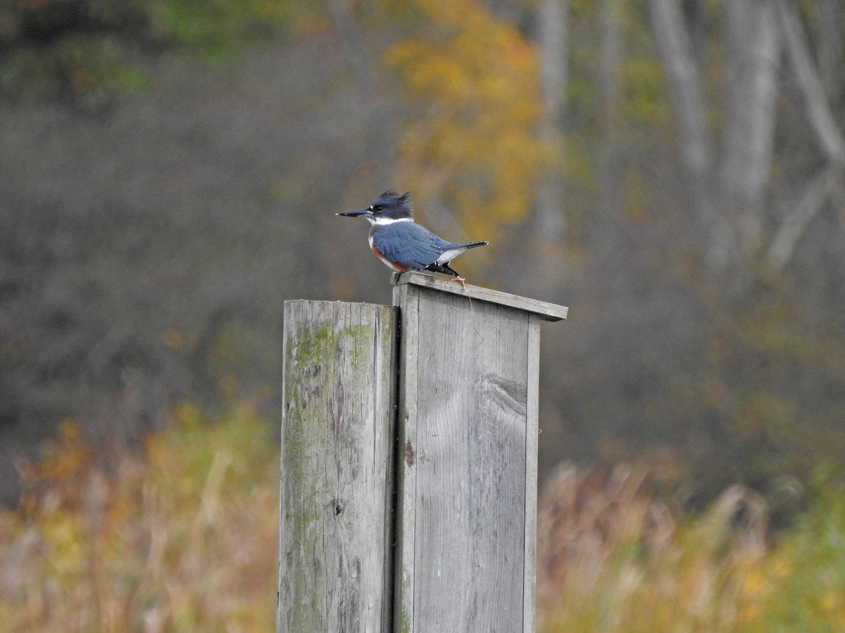 Belted Kingfisher - ML271391181