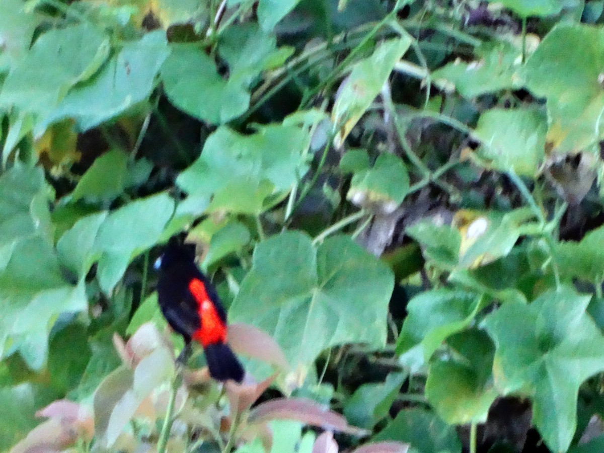 Scarlet-rumped Tanager - ML271392031