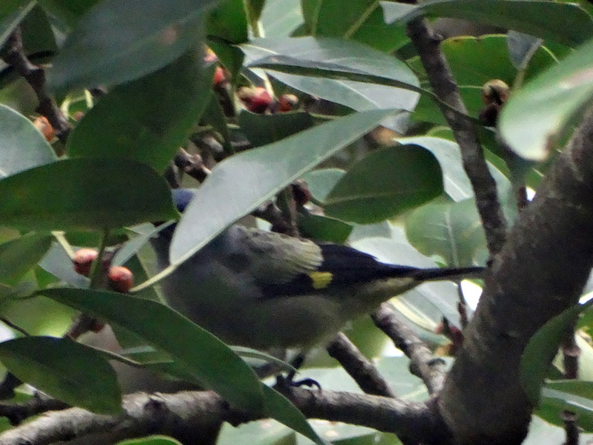 Yellow-winged Tanager - ML271392071
