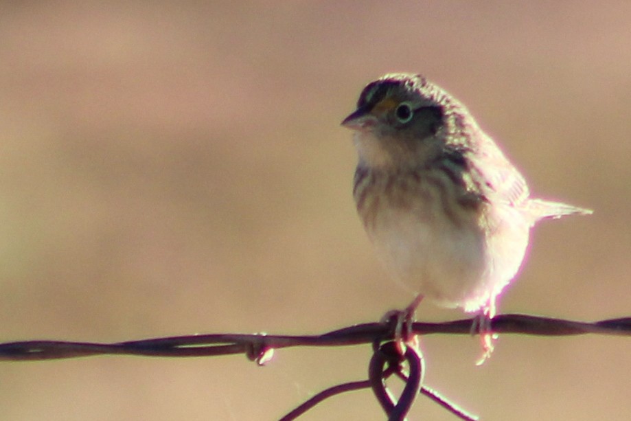 Grasshopper Sparrow - ML271392111