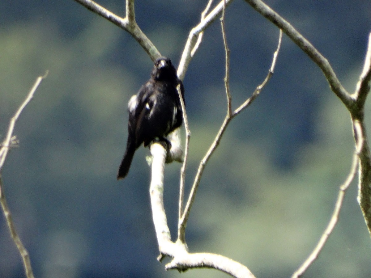 Variable Seedeater - ML271392231