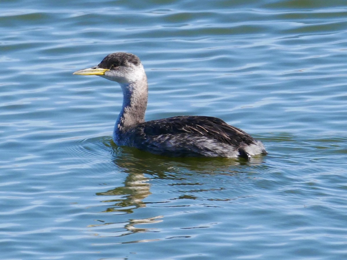 Red-necked Grebe - Chris Wills