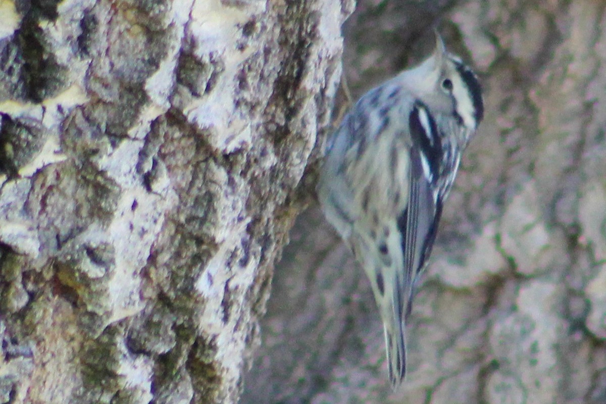 Black-and-white Warbler - ML271397481