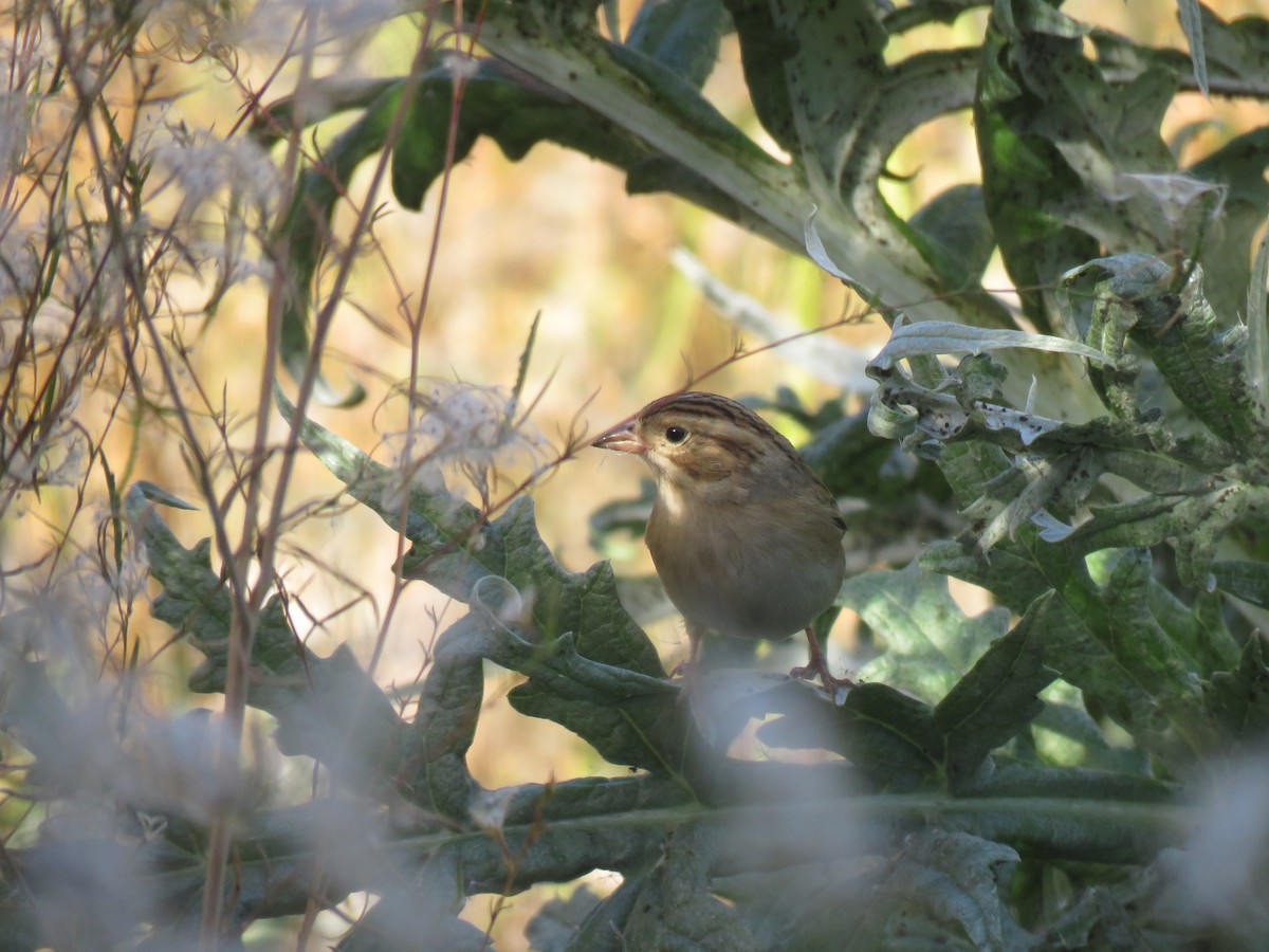 Clay-colored Sparrow - ML271397501