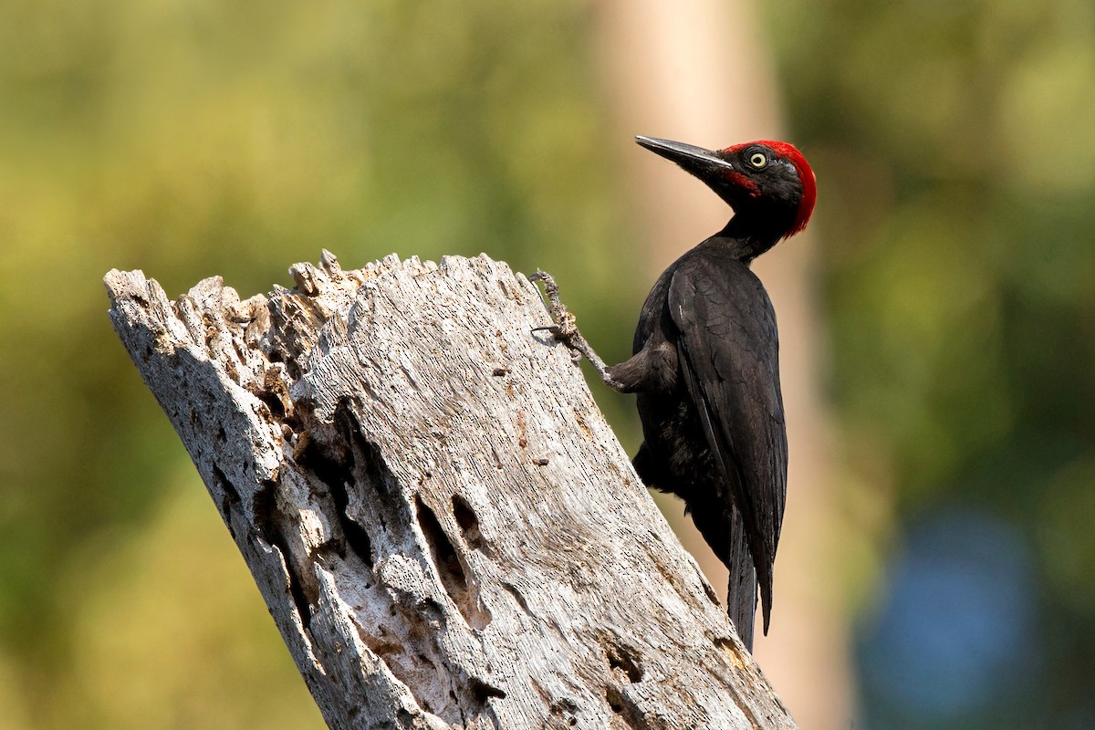 Andaman Woodpecker - David Irving