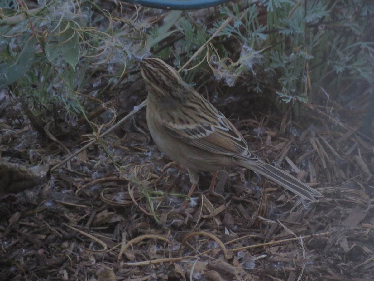 Clay-colored Sparrow - ML271397761