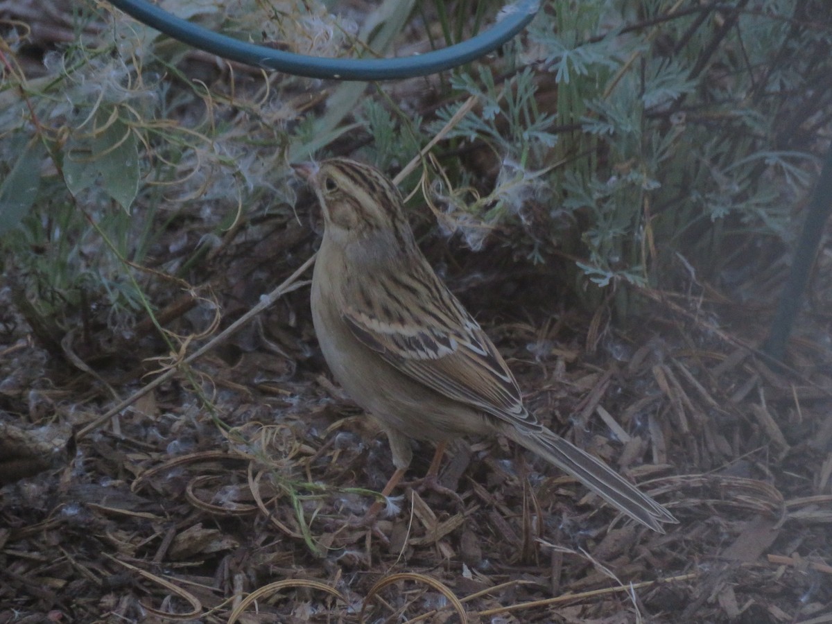 Clay-colored Sparrow - ML271397931
