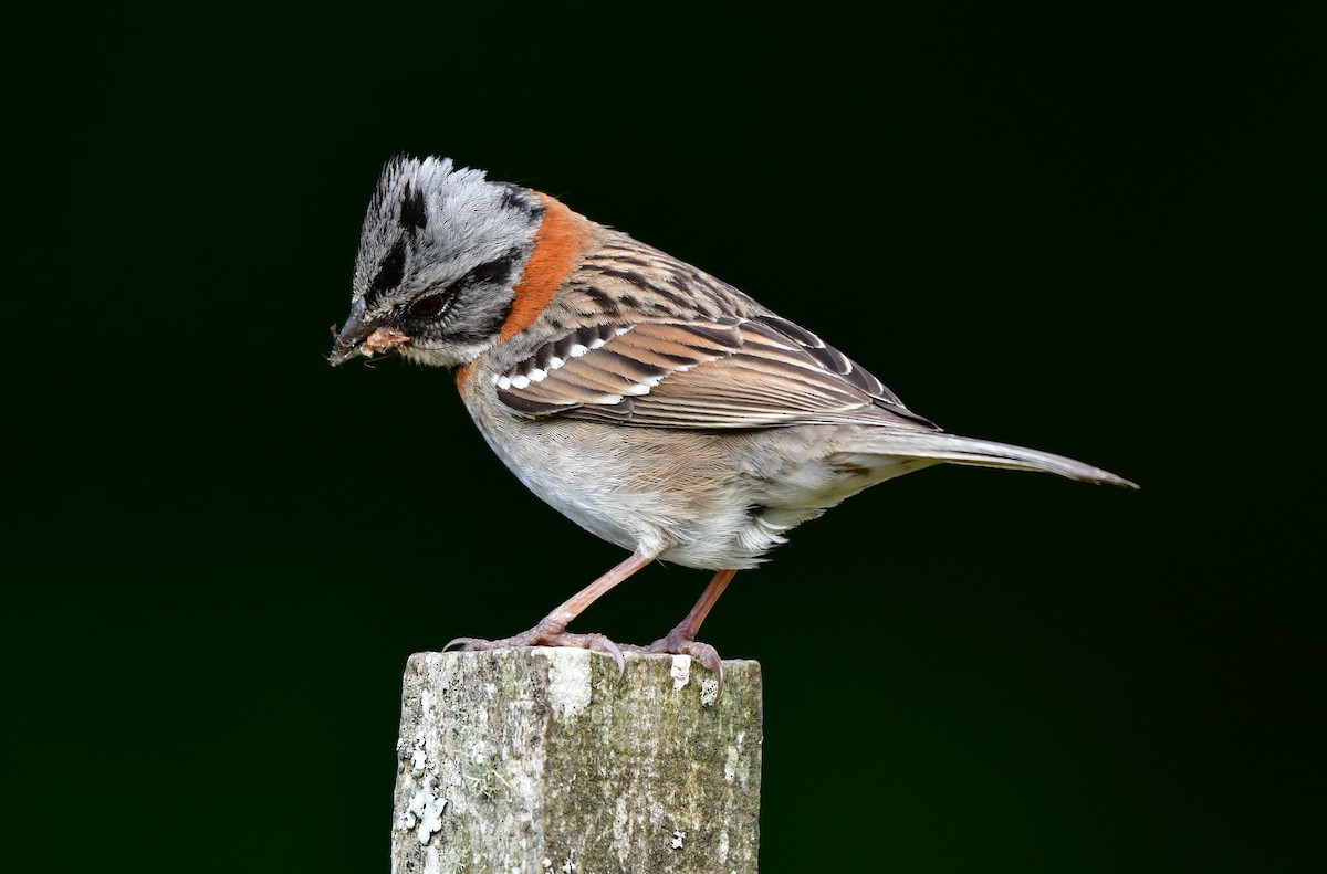 Rufous-collared Sparrow - Shirley Pulgar Hughes