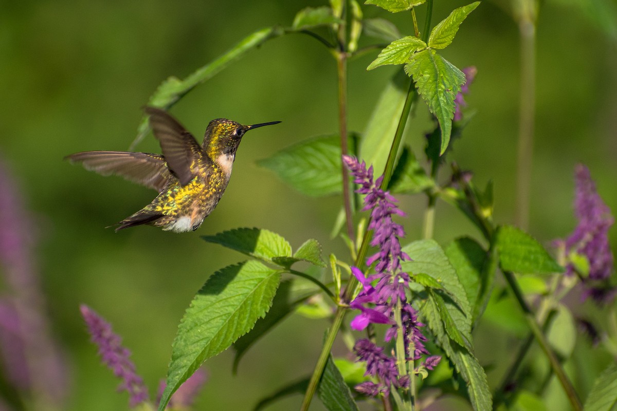 Ruby-throated Hummingbird - Fabb Tovar