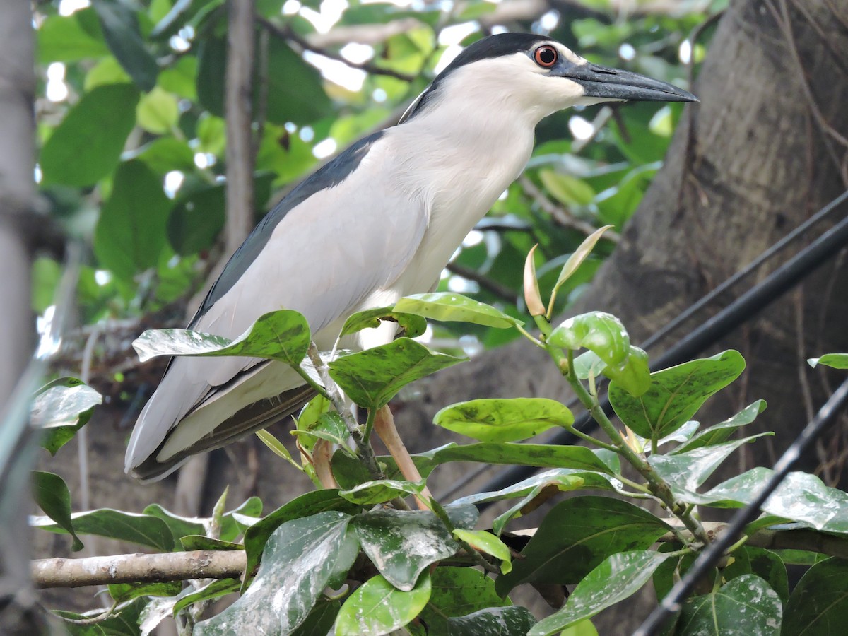 Black-crowned Night Heron - Swapnil Chatterjee