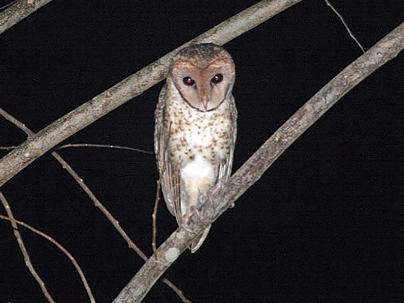 Lesser Masked-Owl - Robert Hutchinson