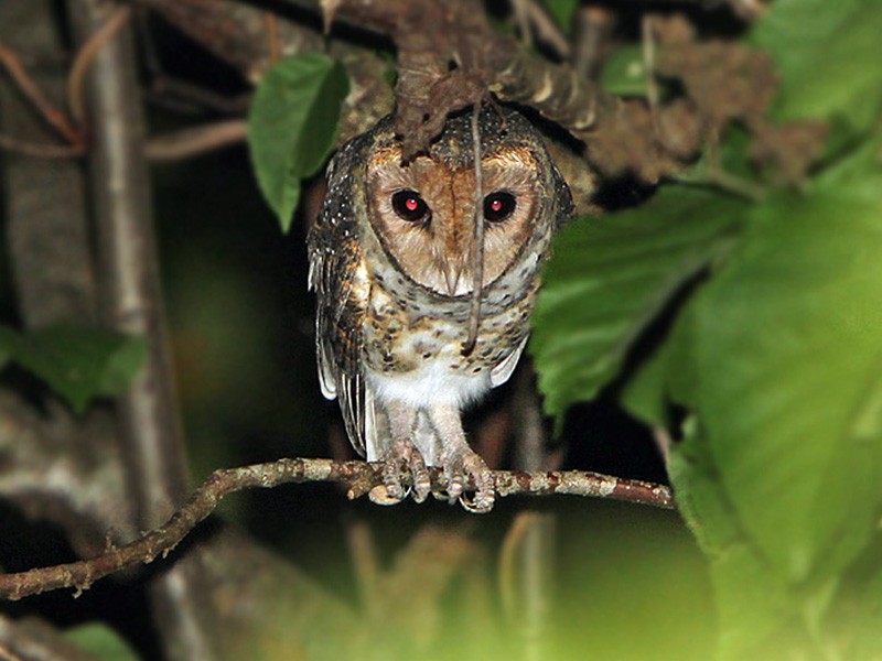 Lesser Masked-Owl - James Eaton
