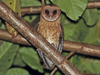  - Lesser Masked-Owl (Buru)
