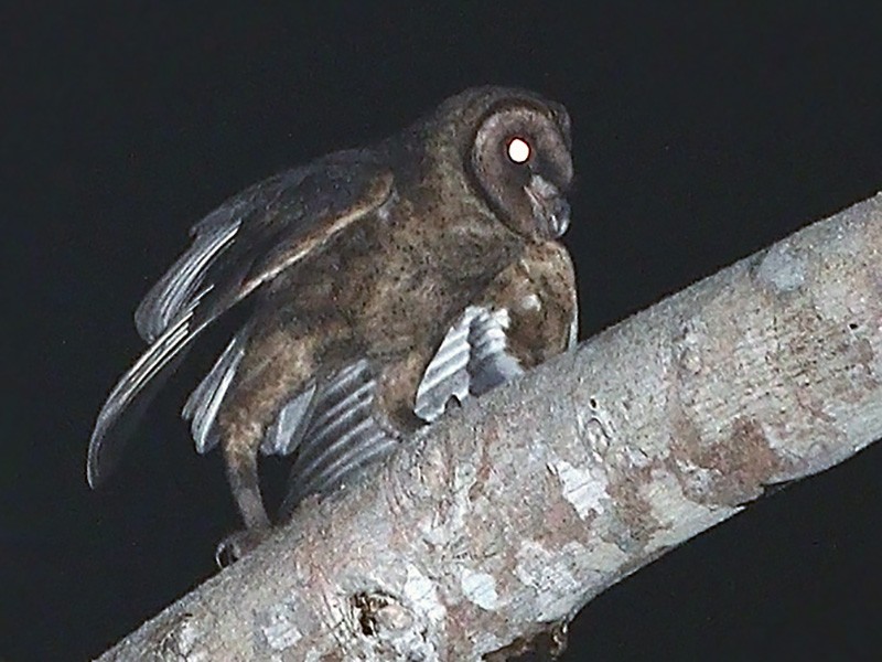 Taliabu Masked-Owl - James Eaton