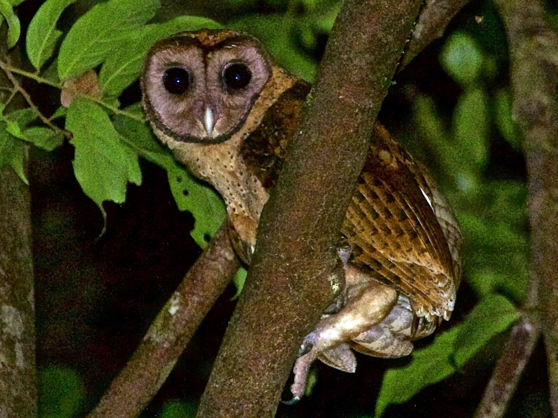 Minahasa Masked-Owl - Craig Robson