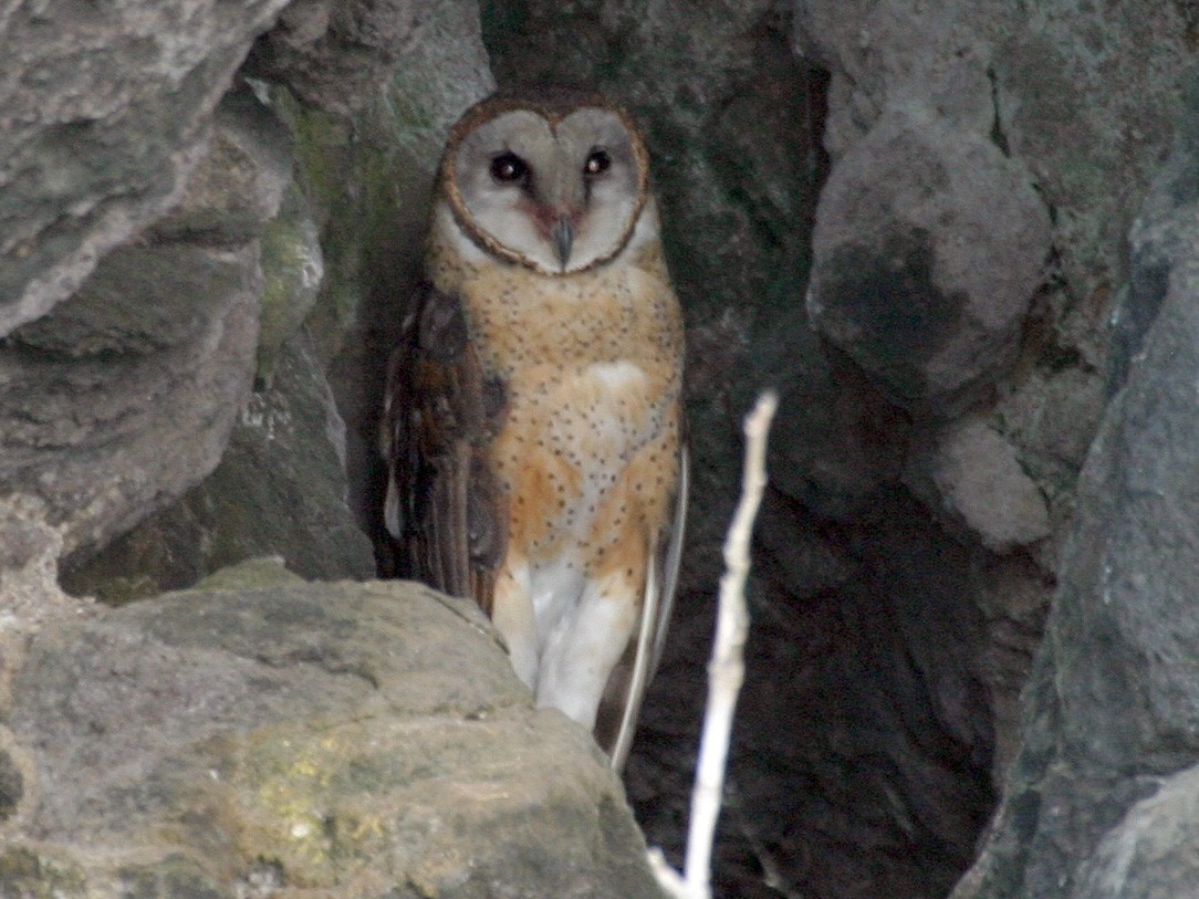 Sulawesi Masked-Owl - Simon Colenutt