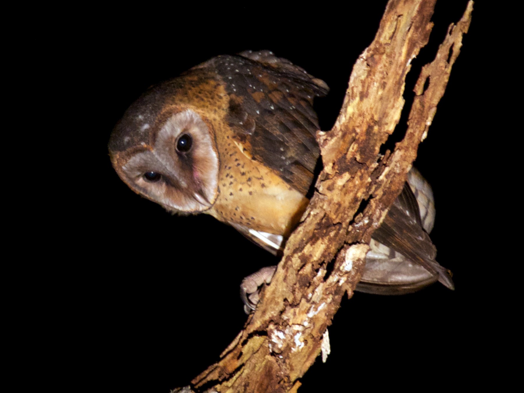 Sulawesi Masked-Owl - Eric Barnes