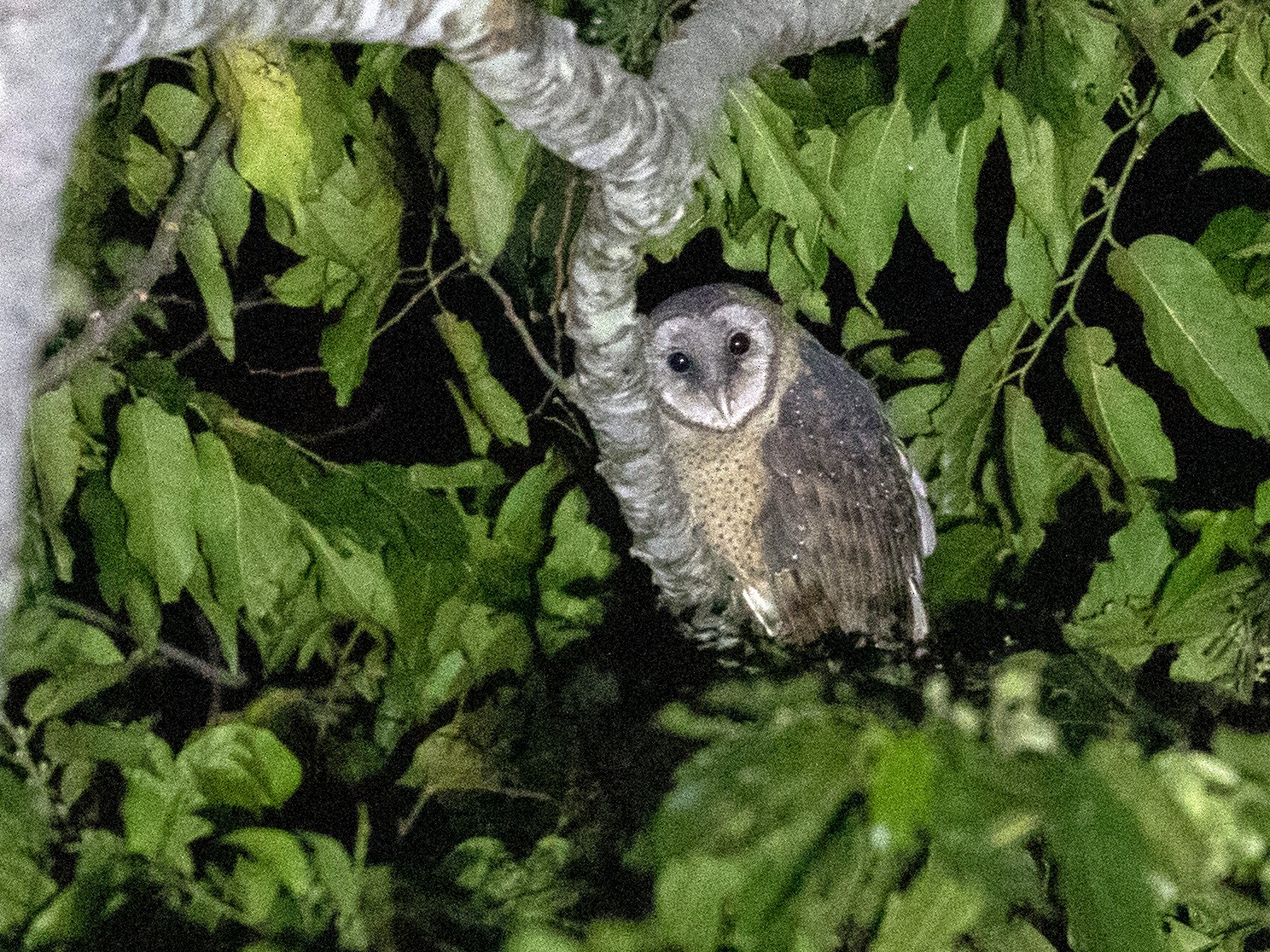 Sulawesi Masked-Owl - Ian Davies