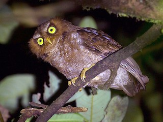 フロレスコノハズク - eBird