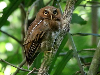 フロレスコノハズク - eBird