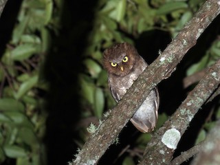 コノハズクページ コノハズク - 日本の野鳥識別図鑑