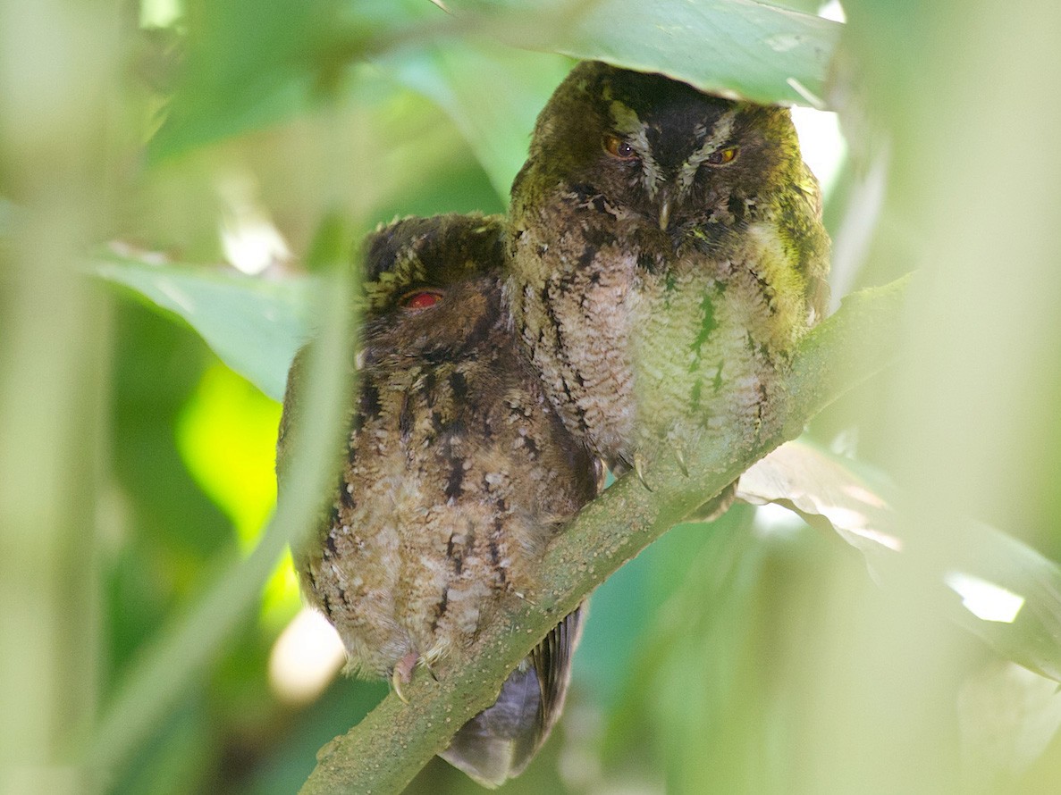 Javan scops-owl - eBird