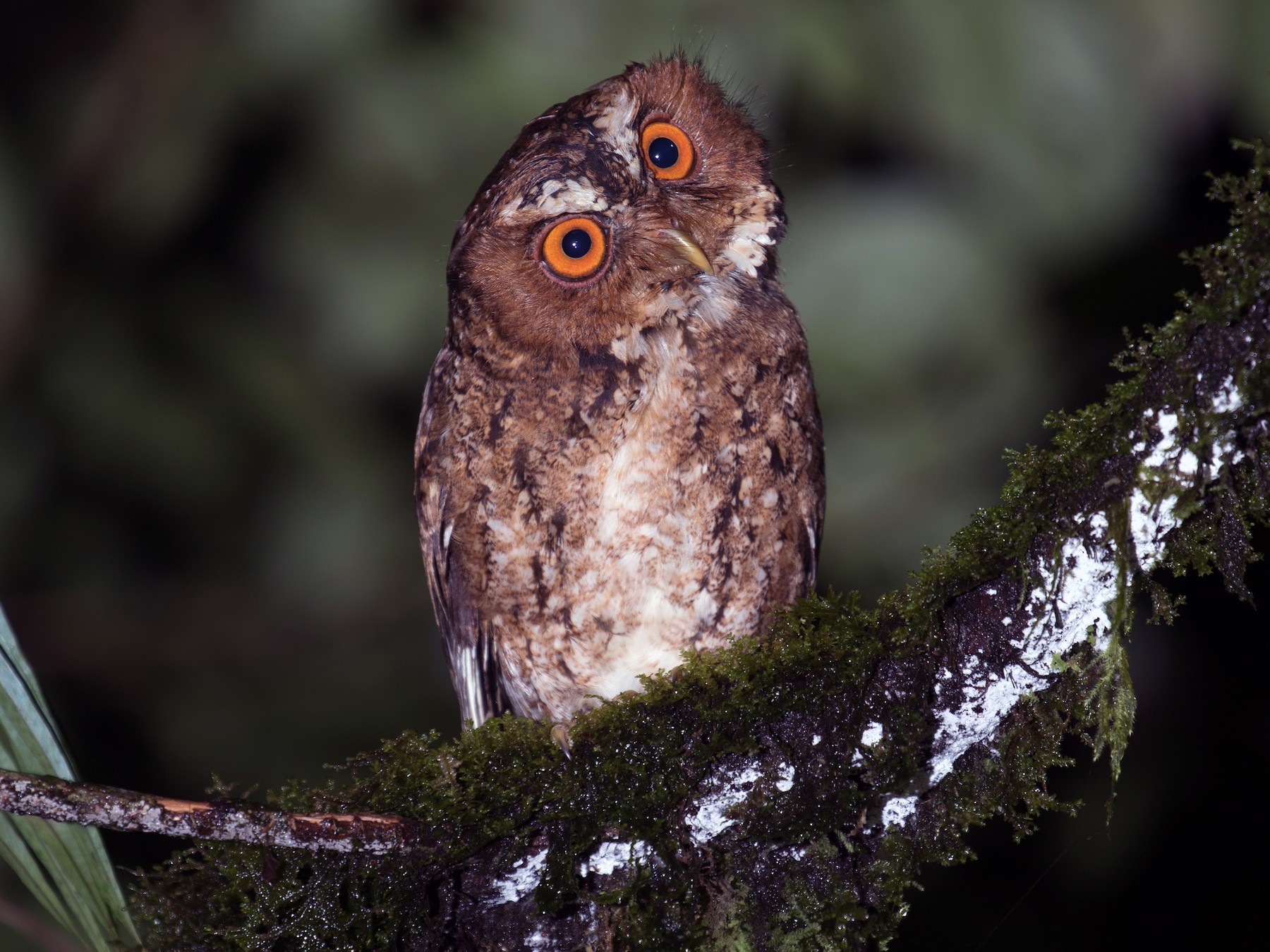 Javan Scops Owl Ebird