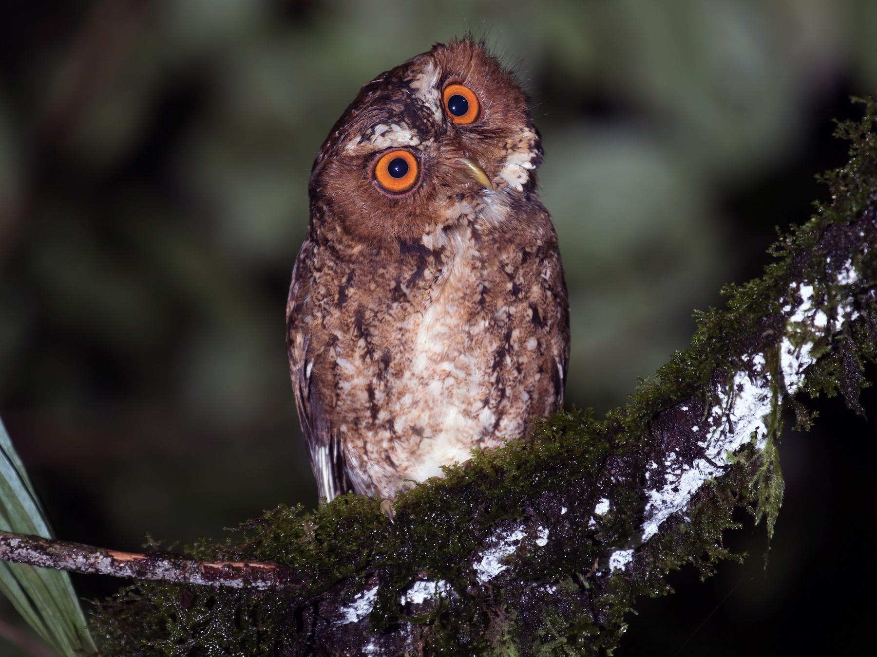 Javan Scops-Owl - Ross Gallardy