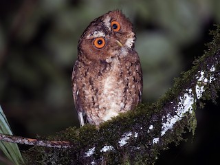  - Javan Scops-Owl