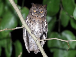  - Rinjani Scops-Owl