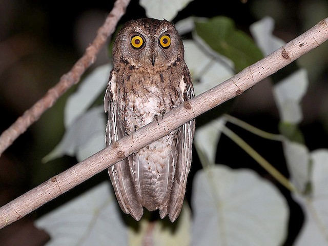 Adult (Wetar) - Moluccan Scops-Owl (Wetar) - 