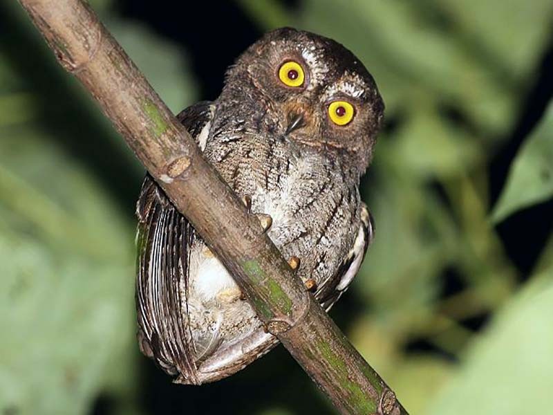 Sulawesi Scops-Owl - Ashley Banwell