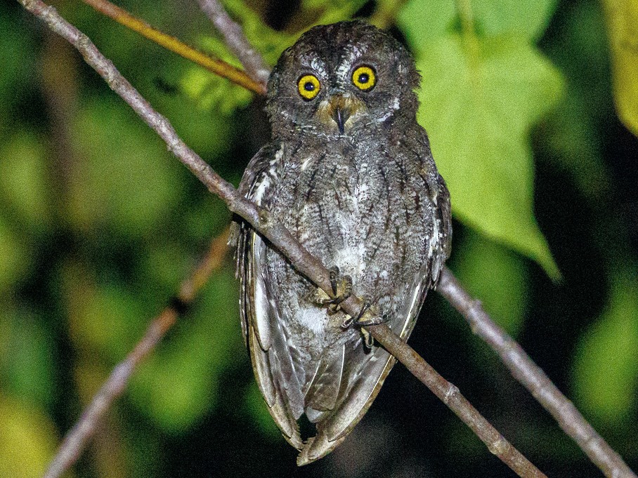 Sulawesi Scops-Owl - Andy Walker - Birding Ecotours