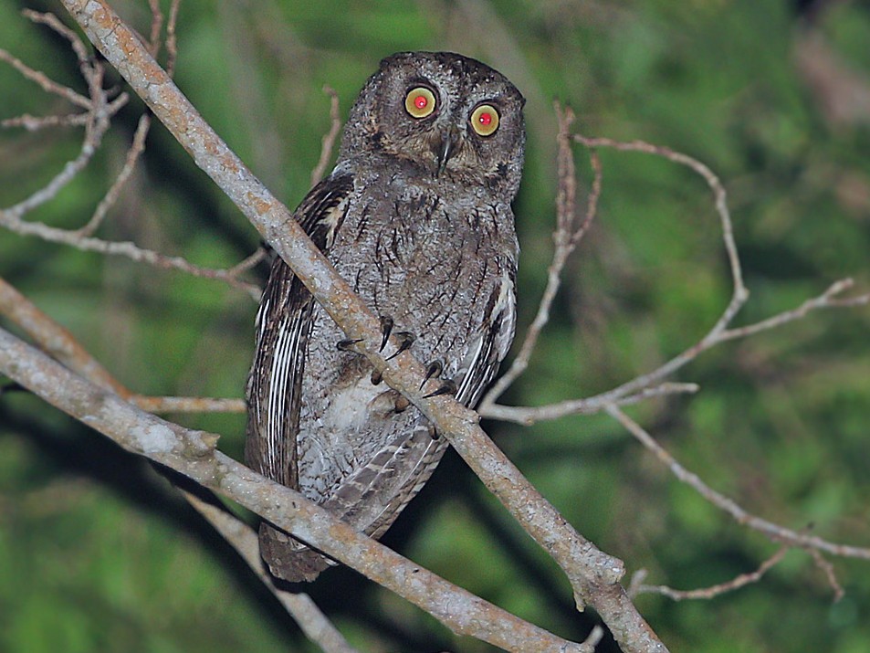 Sulawesi Scops-Owl - James Eaton