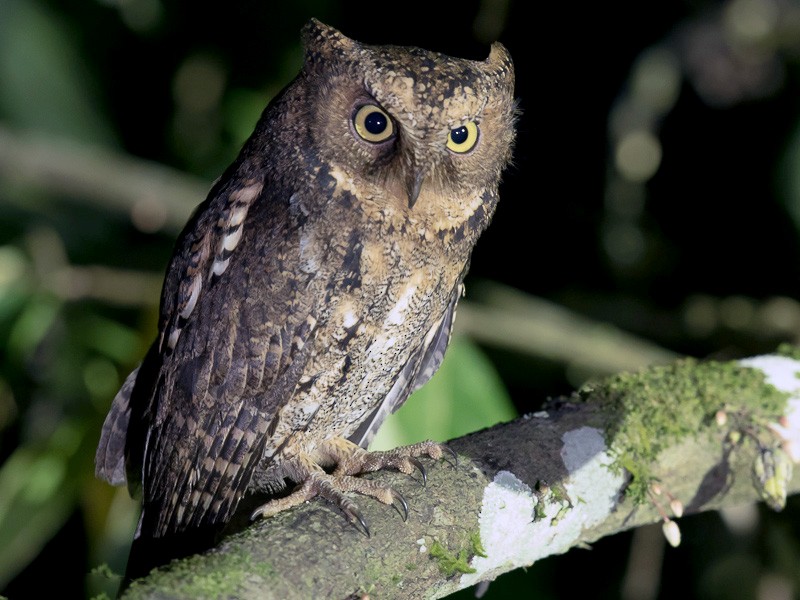 Sulawesi Scops-Owl - Frédéric PELSY