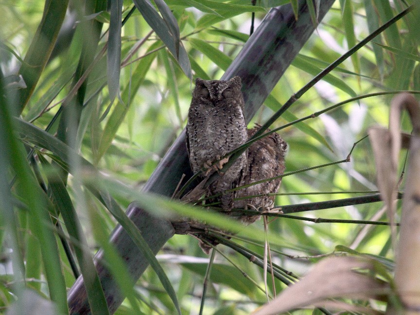 Sulawesi Scops-Owl - kensuke TANAKA