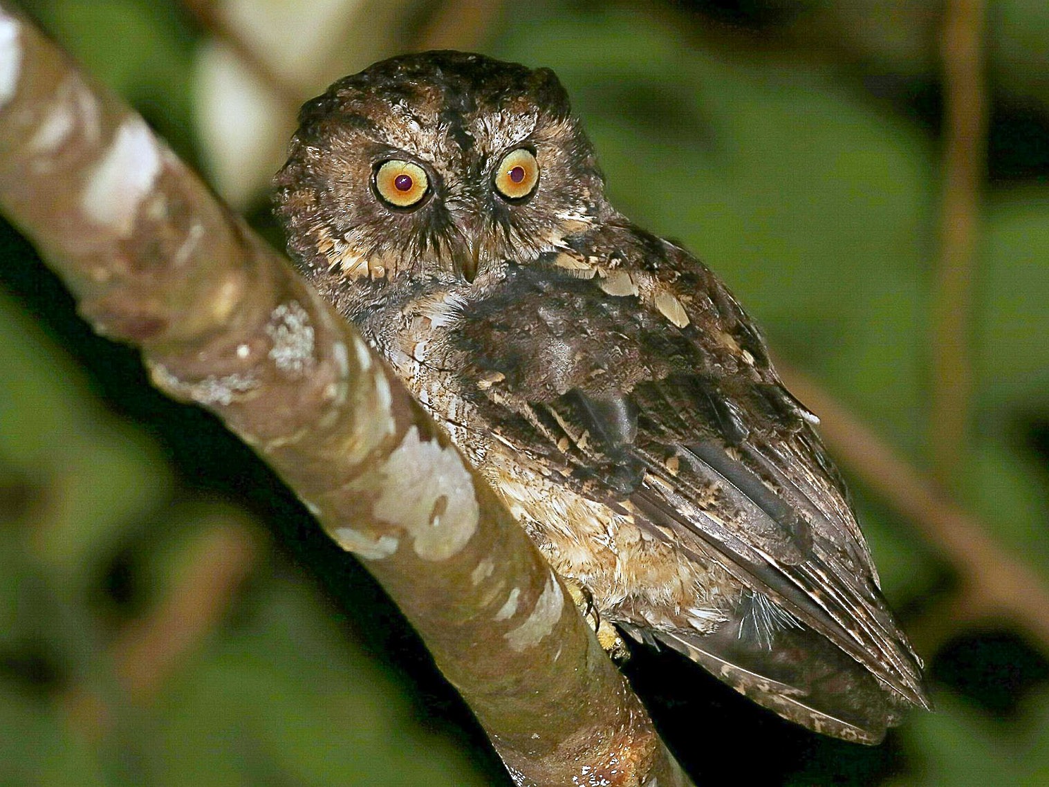 Sangihe Scops-Owl - Phil Chaon