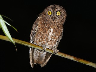  - Sula Scops-Owl